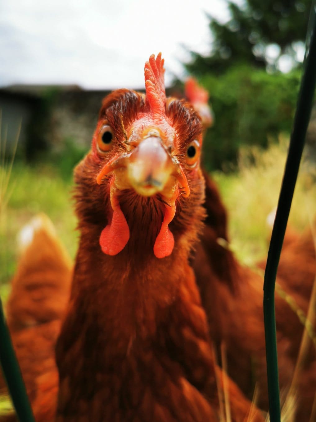 A close-up image features a brown chicken with a prominent red comb and wattle. The background includes out-of-focus greenery, suggesting a natural and outdoor setting. The chicken appears inquisitive, with its beak slightly open.