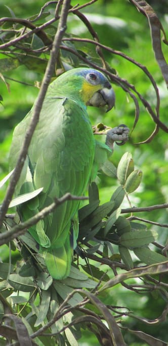 Birds in the trees in front of the balcony (Orange-winged parrot)