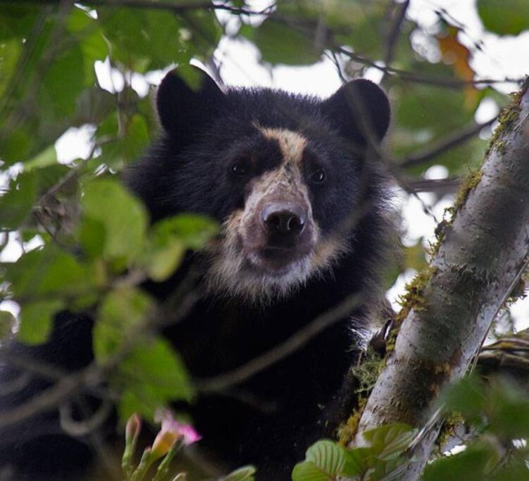 especies mamíferos, oso de anteojos u oso andino