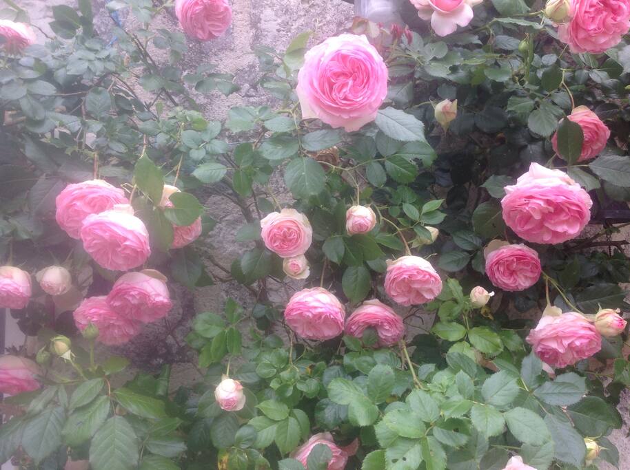 Rosier pierre. De ronsard