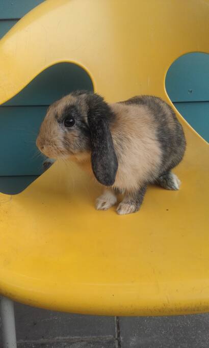 My mini lop Mocko is very friendly and will welcome any guest :)
