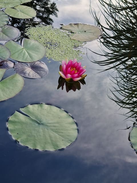 Water Lily Apartment