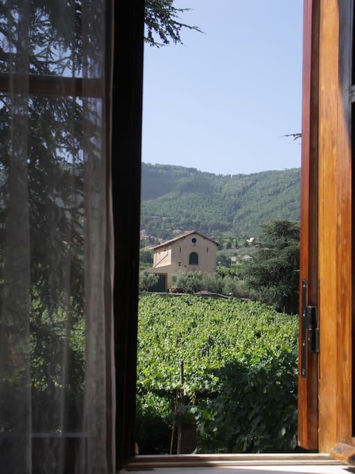 View of the vineyard from bedroom