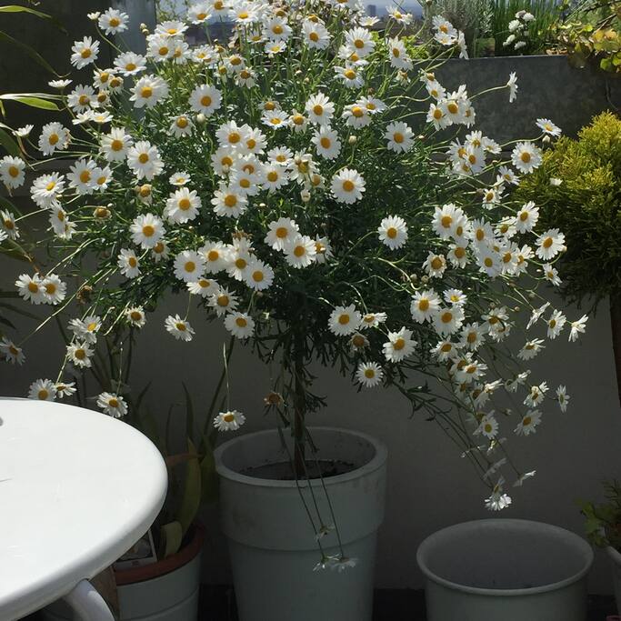 Roof terrace