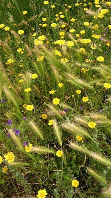 Spring