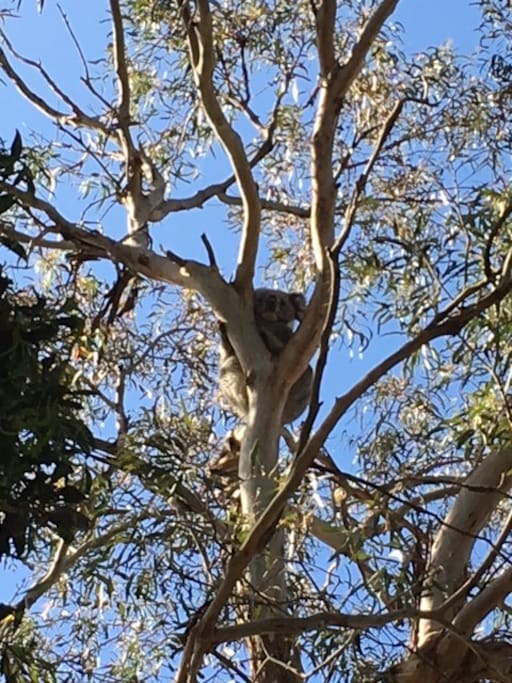 Koalas in our treetops