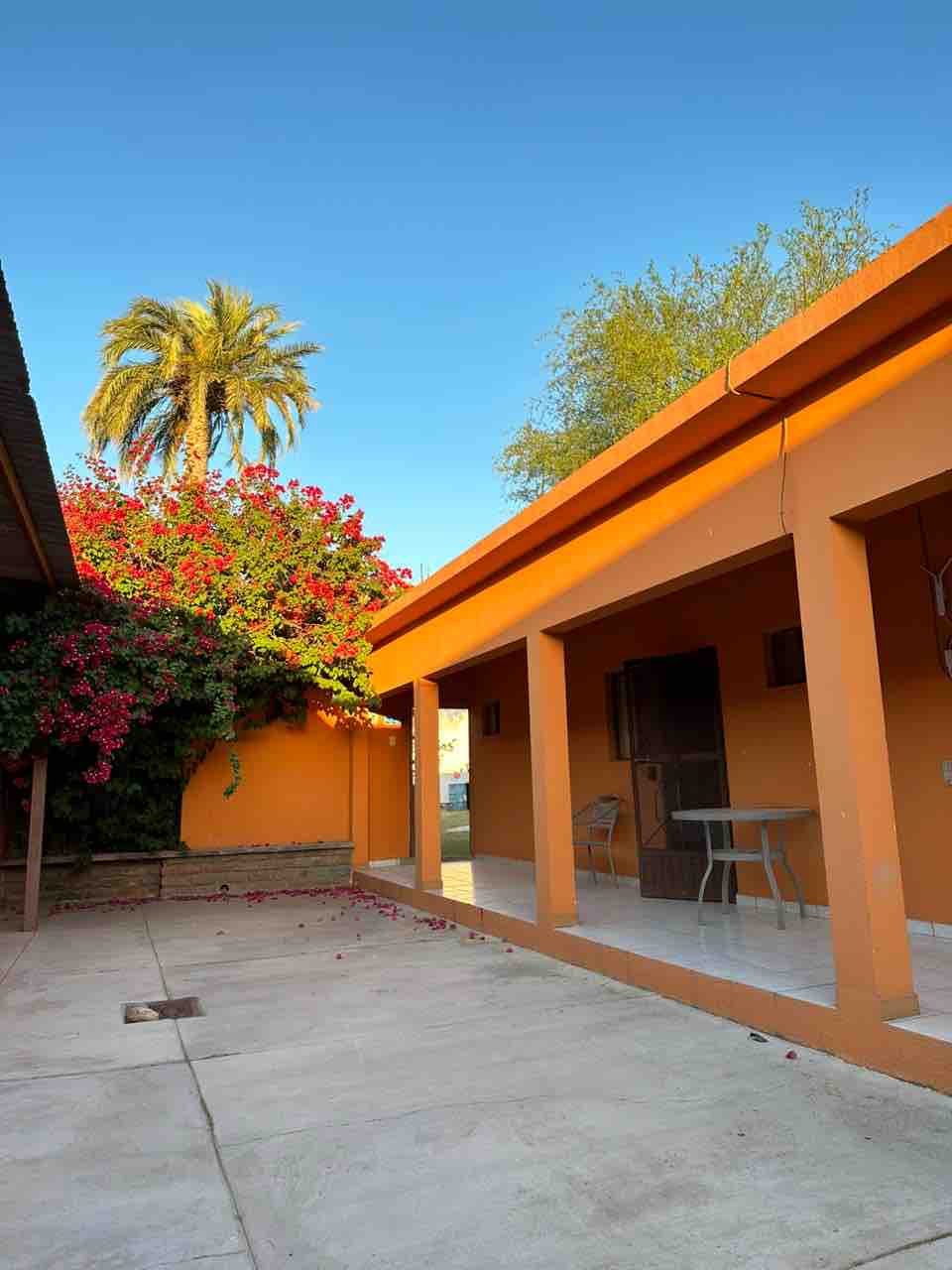 A vibrant outdoor space is visible, featuring well-maintained orange walls and a sturdy concrete floor. A small dining table and chairs are positioned near the wall. Lush bougainvillea thrives nearby, with a tall palm tree adding height to the scene under a clear blue sky.
