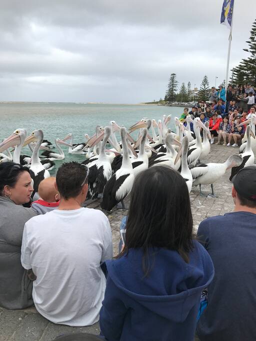 Nearby attractions (Pelican feeding)