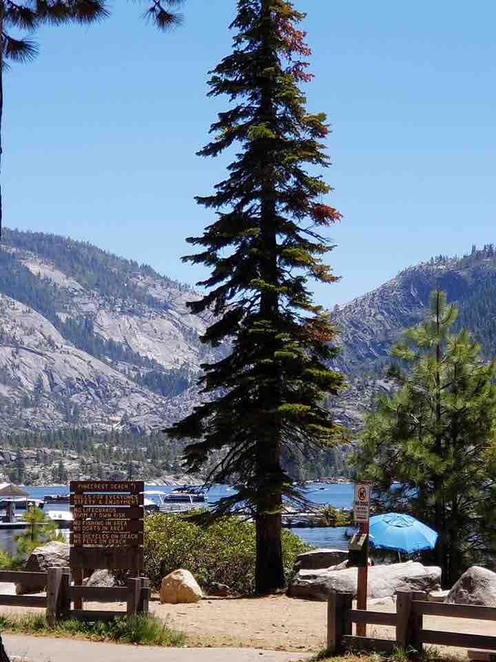 A tall evergreen tree stands prominently, offering shade in a scenic area by the water. Rolling mountains create a natural backdrop, while a small beach access sign is visible nearby. An umbrella provides shelter on the shore, with boats seen anchored in the distance.