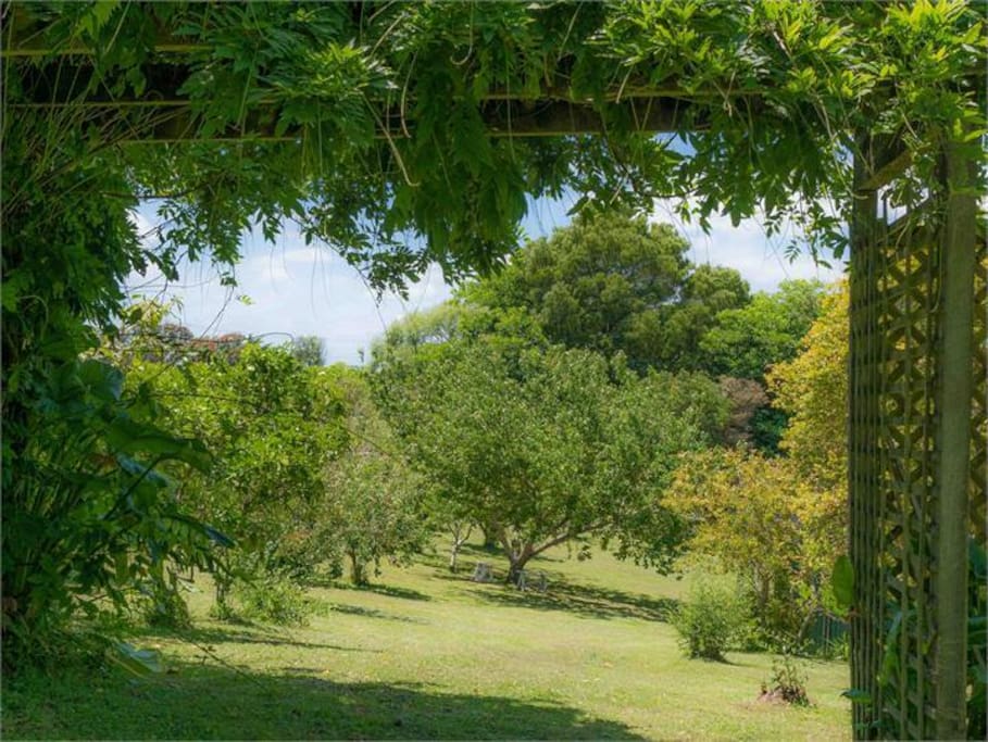 Explore the orchard and garden.