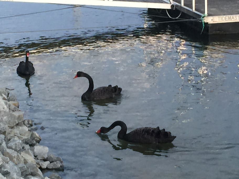 Black Swans seen here at times