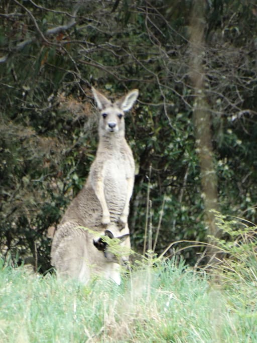 Lots of local wildlife.