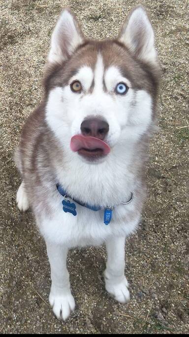 Our cheeky Husky Ravage