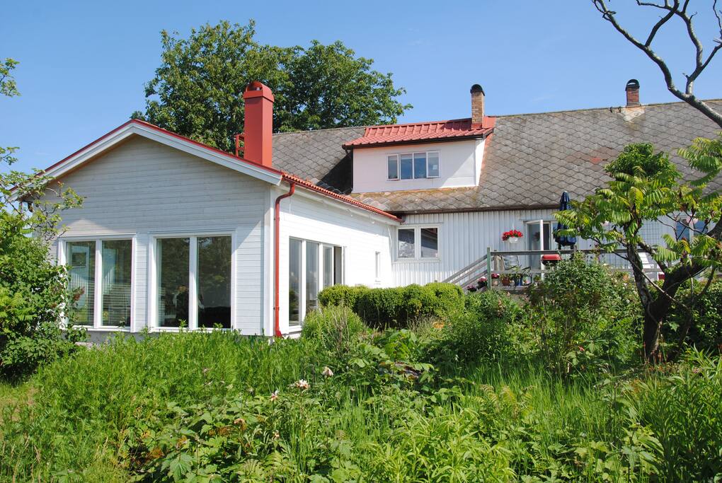 Garden in july