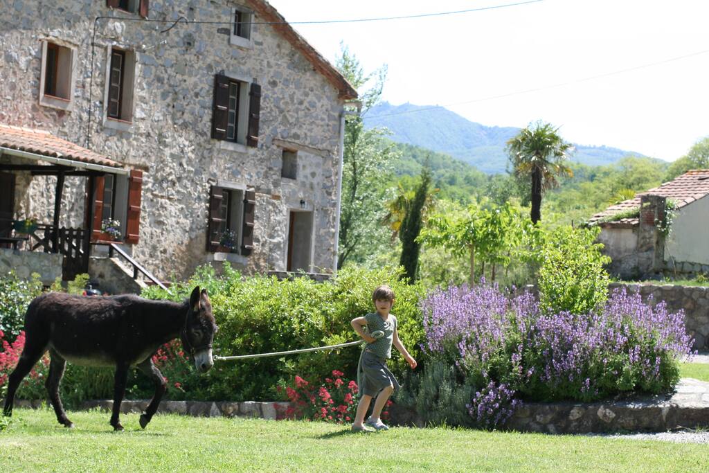 Nous avons des animaux sur place