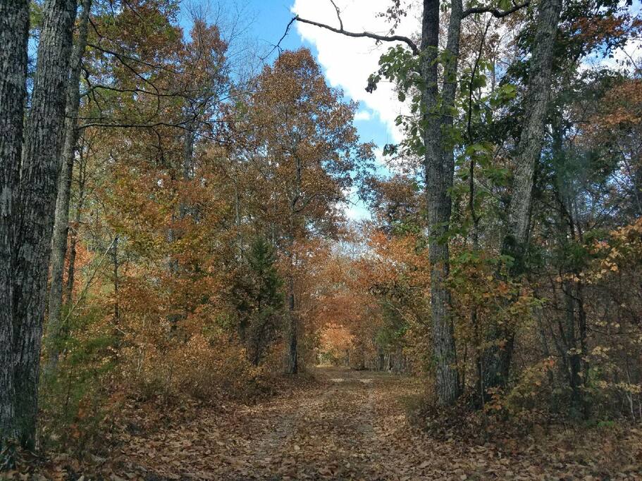 Driveway - Fall