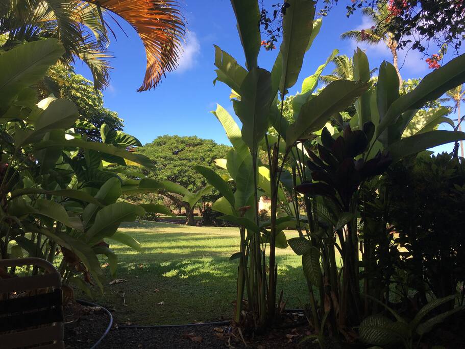Our lanai (porch) from the inside looking out.