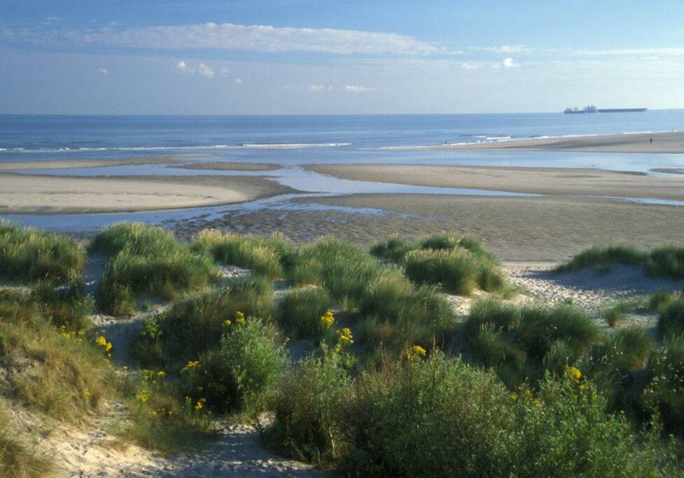 Beach Bray-Dunes