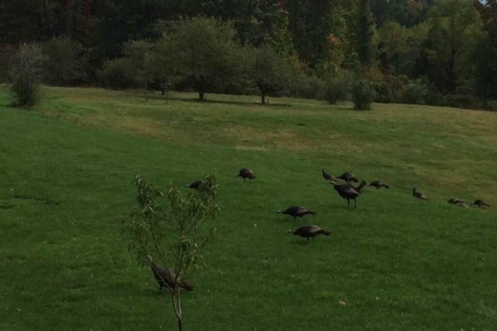 Wild deer and turkey visit frequently
