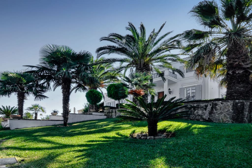 Palm trees in the garden.