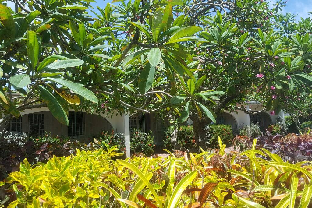 Frangipani Apartments