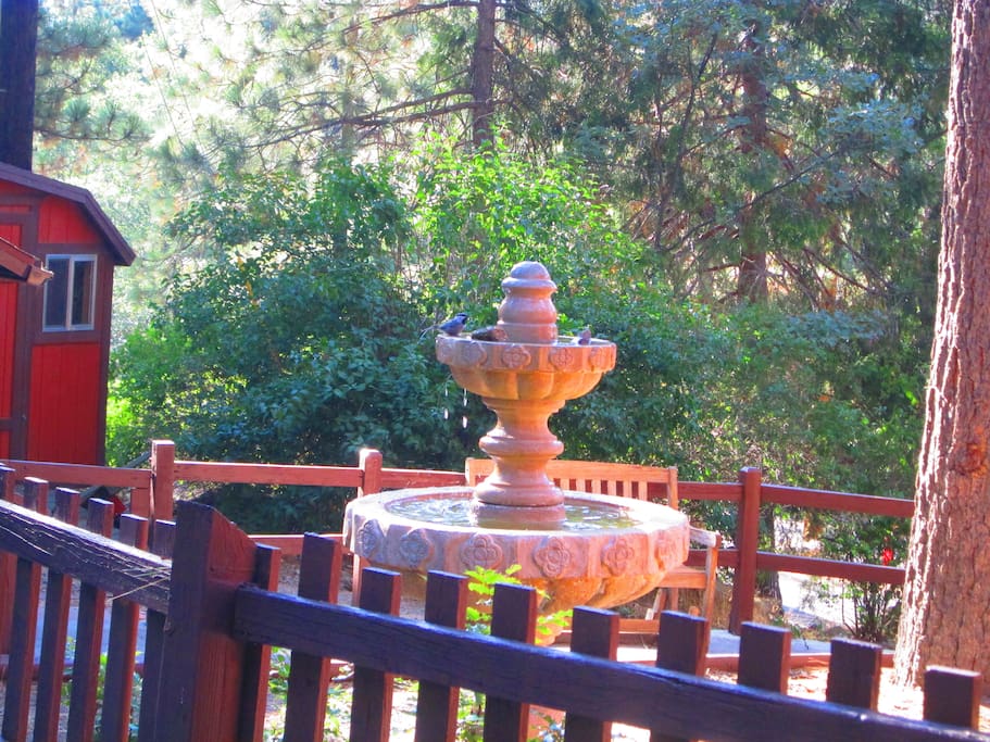 Watch and listen the birds in a relaxing afternoon in the front yard