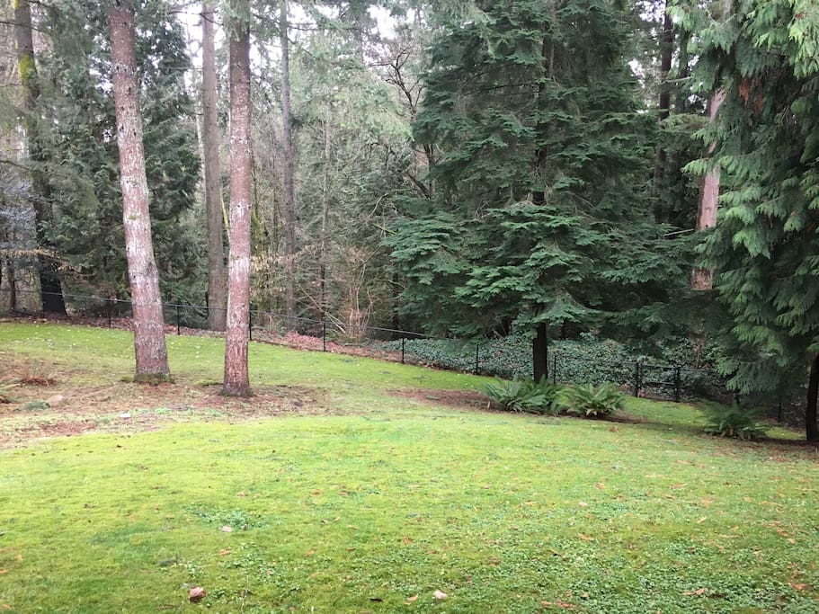 Back yard