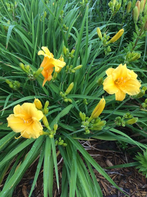 Day Lilies blossom in to quite an August occasion.