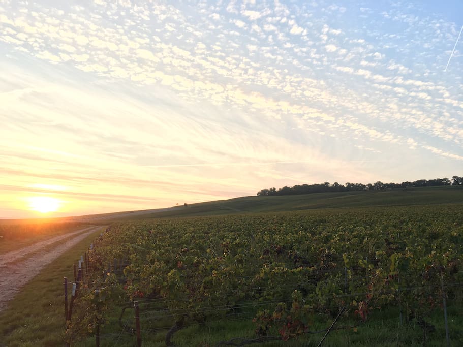 Vignoble d'Ambonnay, l'un des 17 villages de France classé 100% Grand Cru -
Ambonnay's vineyard, one of the 17 french classified village as 100% "Grand Cru"