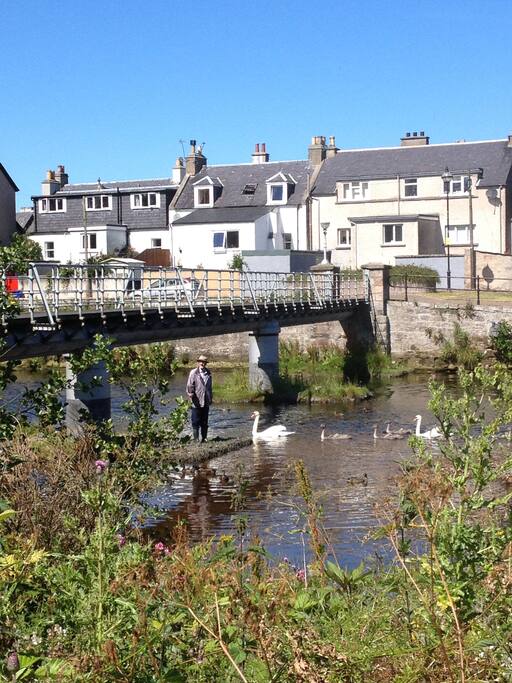 swans and ducks gather just outside ...