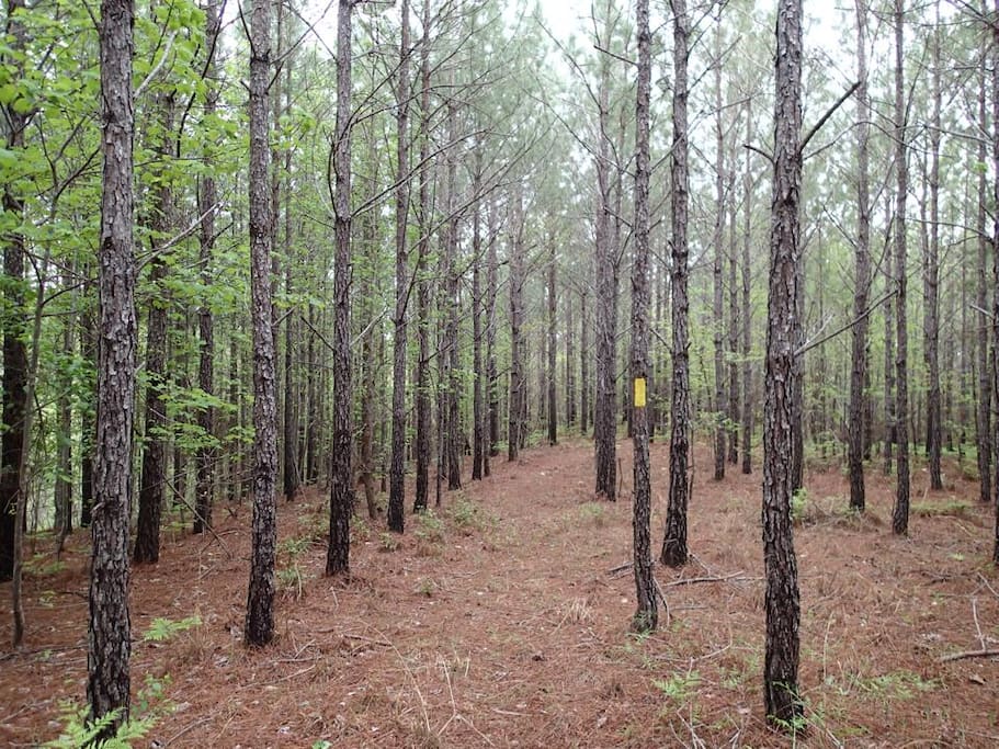 Coosa Trail