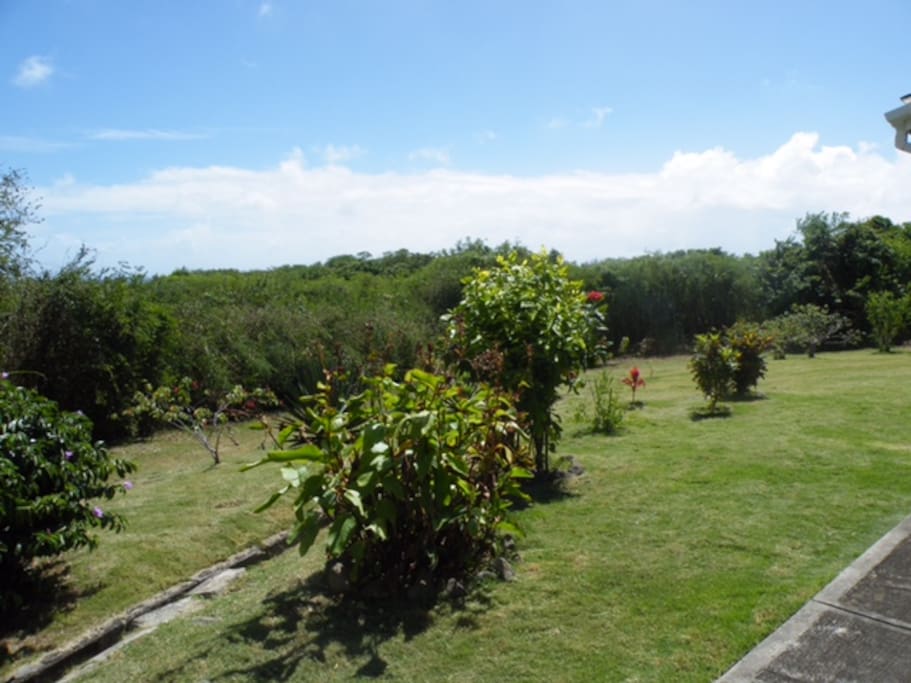 View of the backyard from the driveway