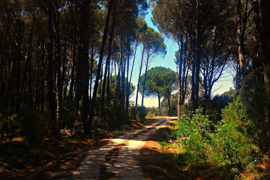 The beautiful road leading to the house