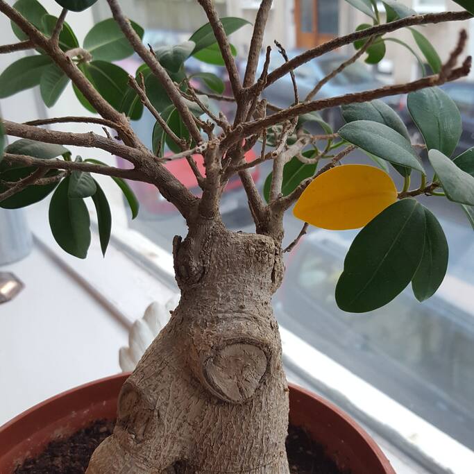 Our little tree that looks a little bit like a reindeer.