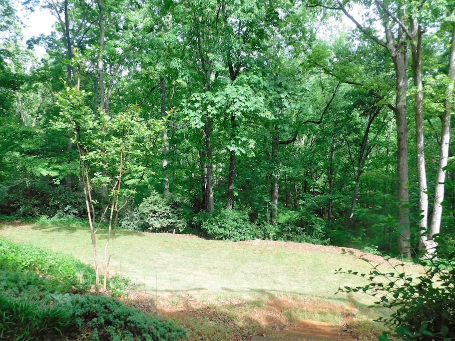Back yard