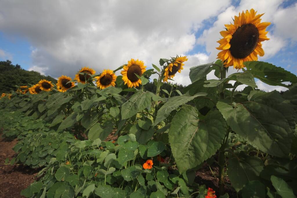 Sunflowers in Lower Gardens