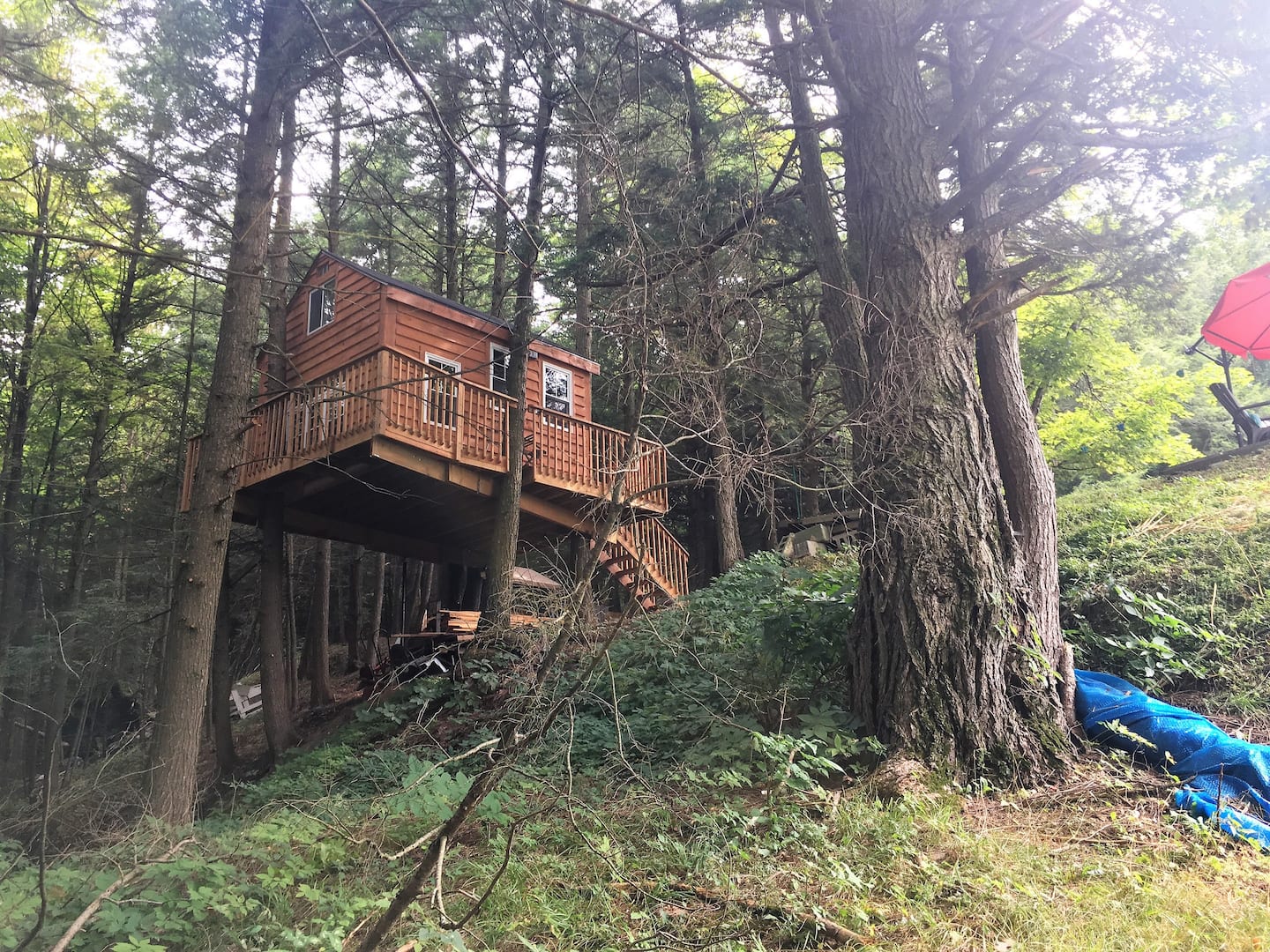 Cabane dans les arbres, West Brome