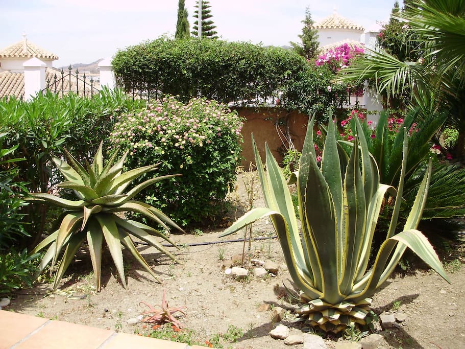 The front garden