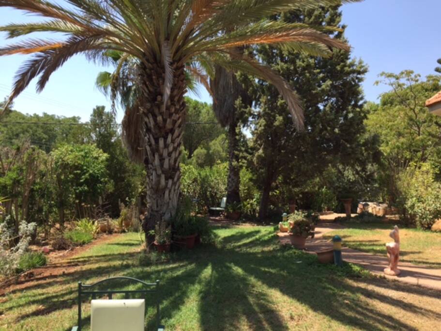 A view of our garden