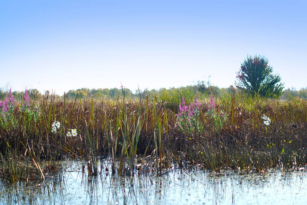 Paysage environnant /
Landscape overview