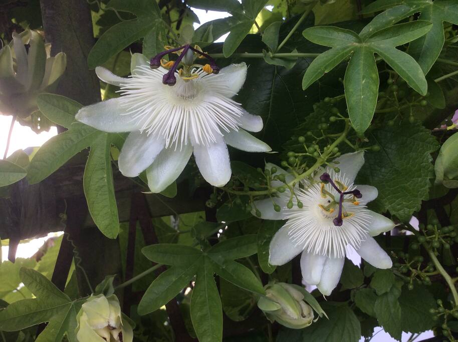 La Passion ...des plantes magic,Fleurs et Fruit,herbes provencial...