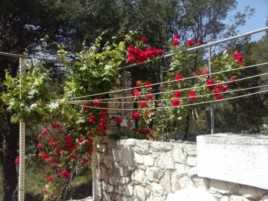 roses on balconi