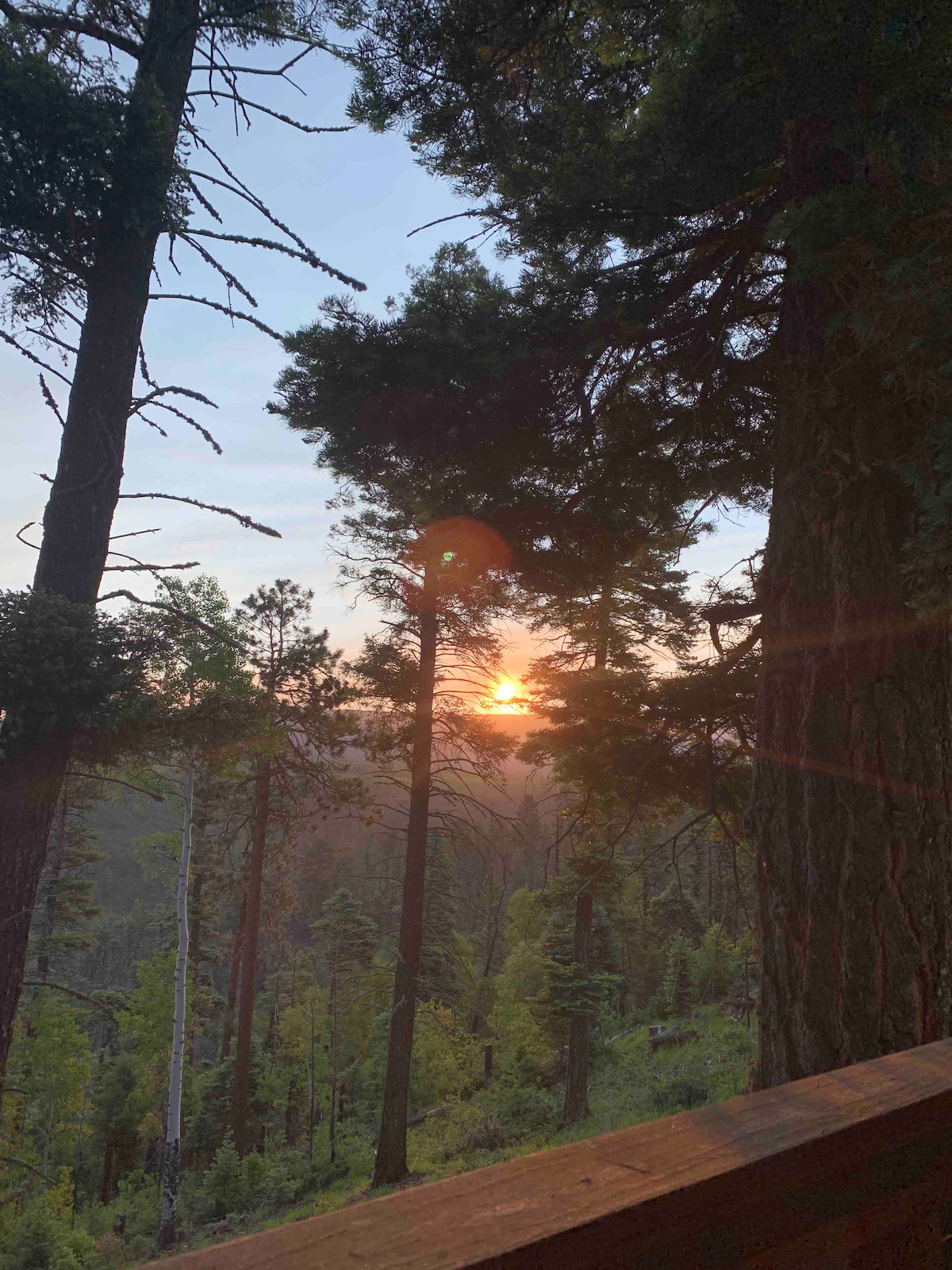 Sunlight filters through the towering trees, casting a warm glow over the serene forest landscape. The vibrant hues of sunset can be seen peeking through the foliage, creating a peaceful setting that highlights the natural beauty of the surroundings.