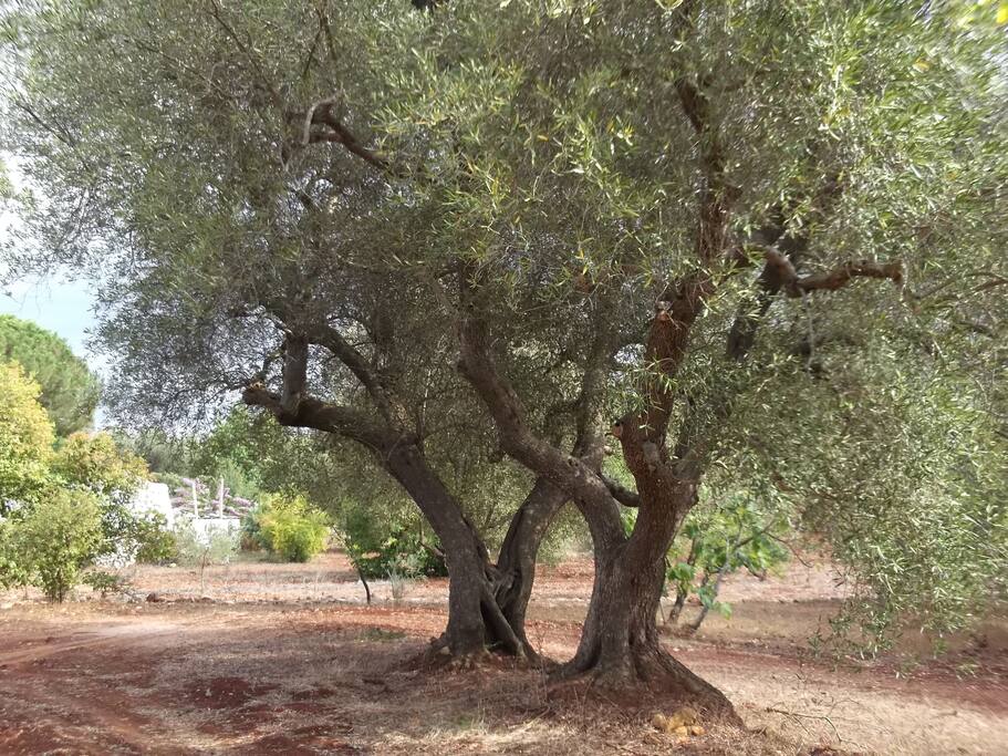 Les oliviers frères jumeaux