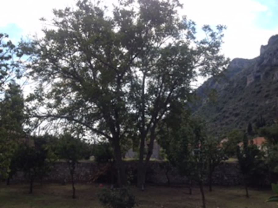 garden view
