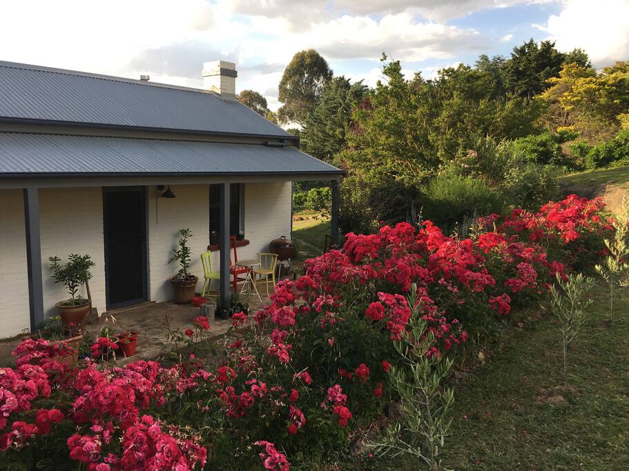 Roses in flush of spring