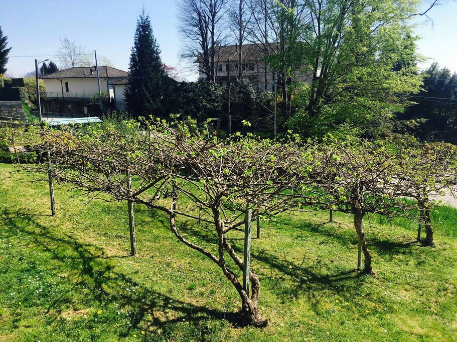 kiwi orchard - la ca dul telat