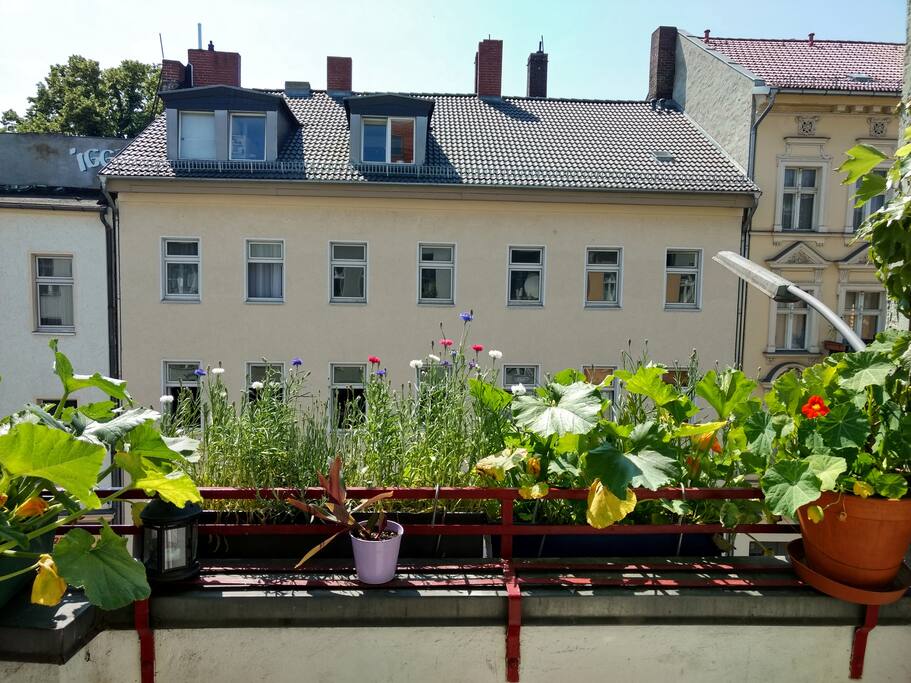 Blick auf den grünen Balkon: Hier kann man Abends ein Glas Wein trinken - oder was euch sonst so schmeckt.