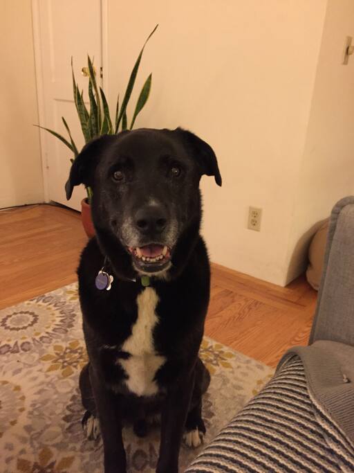 You'll be sharing the apartment with me and my dog Joe - a 9 year old, 70 pound lab mix :)