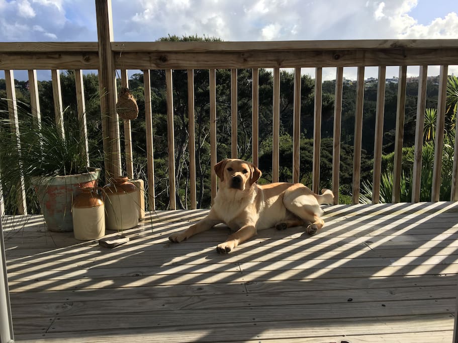 View from bedroom balcony and 6 month old puppy, Rocko